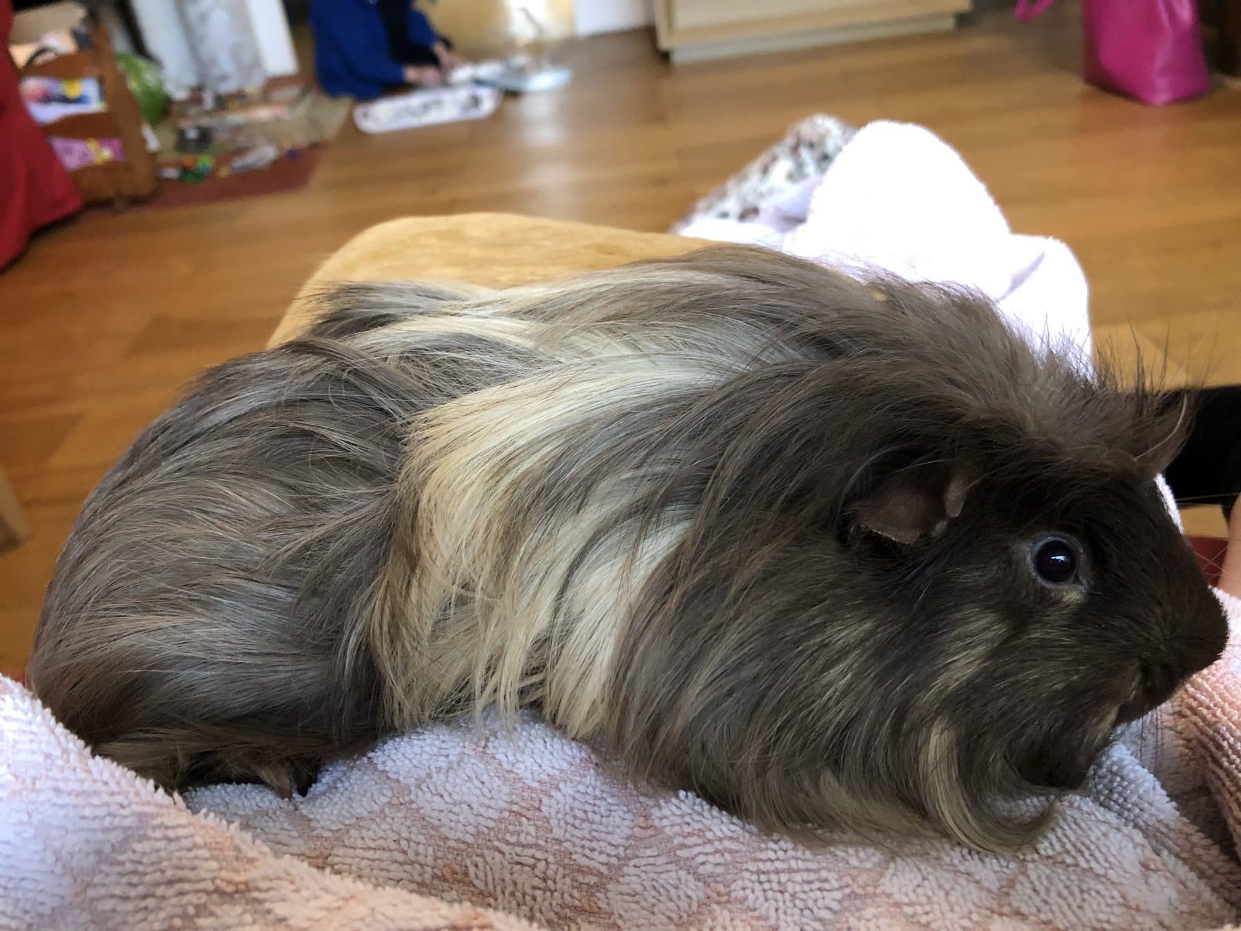 Tails lying in front of Chequers